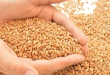 Bihar government increased the support price of wheat, farmers should register on the portal now Bihar government increased the support price of wheat, farmers should register on the portal now