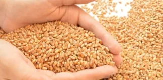 Bihar government increased the support price of wheat, farmers should register on the portal now Bihar government increased the support price of wheat, farmers should register on the portal now