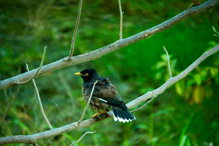 बिहार दिवस 2026: गांधी मैदान में कला एवं संस्कृति विभाग का पवेलियन बना आकर्षण का केंद्र