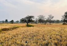 साहेबगंज में 4 लोगों की मौत, सहarsा और पटना में 2 और मौतें साहेबगंज में 4 लोगों की मौत, सहarsा और पटना में 2 और मौतें