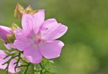 पटना में एलपीजी सिलेंडर के लिए आवश्यक हुआ ओएमसी पंजीकरण पटना में एलपीजी सिलेंडर के लिए आवश्यक हुआ ओएमसी पंजीकरण