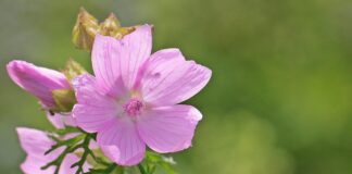 पटना में एलपीजी सिलेंडर के लिए आवश्यक हुआ ओएमसी पंजीकरण पटना में एलपीजी सिलेंडर के लिए आवश्यक हुआ ओएमसी पंजीकरण