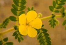 पटना सरकार की आवश्यक आपूर्ति सुनिश्चित करने के लिए समिति पटना सरकार की आवश्यक आपूर्ति सुनिश्चित करने के लिए समिति