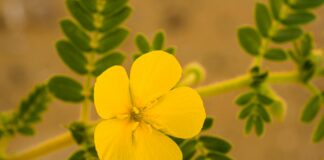 पटना सरकार की आवश्यक आपूर्ति सुनिश्चित करने के लिए समिति पटना सरकार की आवश्यक आपूर्ति सुनिश्चित करने के लिए समिति