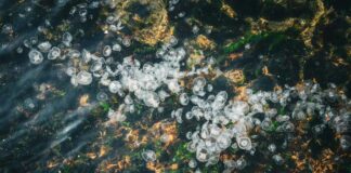 बेगूसराय में रेत खनन विवाद में आदमी की पीट-पीटकर हत्या बेगूसराय में रेत खनन विवाद में आदमी की पीट-पीटकर हत्या