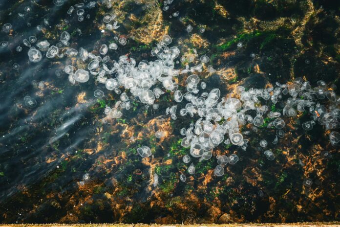 बेगूसराय में रेत खनन विवाद में आदमी की पीट-पीटकर हत्या