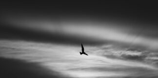 नीतीश कुमार: 30 मार्च तक विधानसभा सीट खाली करेंगे नीतीश कुमार: 30 मार्च तक विधानसभा सीट खाली करेंगे