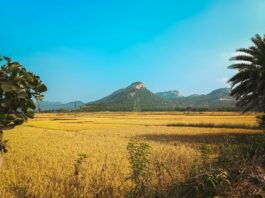 ड्राइविंग लाइसेंस ऑनलाइन आवेदन बिहार ड्राइविंग लाइसेंस ऑनलाइन आवेदन बिहार